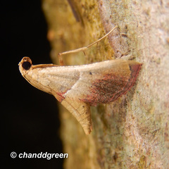 Endotricha repandalis