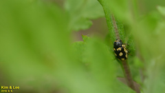 Cryptocephalus koltzei