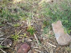 Aloiampelos commixta