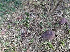 Aloiampelos commixta