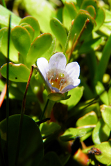 Bacopa