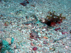 Coryphopterus dicrus