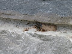 Ancistrocerus waldenii