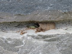 Ancistrocerus waldenii