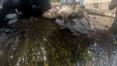 Haploblepharus pictus