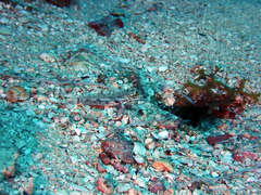 Coryphopterus dicrus