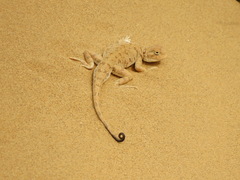 Phrynocephalus guttatus