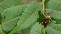 Pinthaeus sanguinipes
