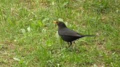 Turdus merula