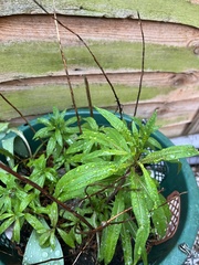Chamaenerion angustifolium