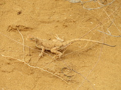 Phrynocephalus guttatus