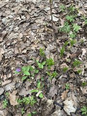 Mercurialis perennis