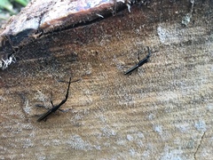 Brentinae