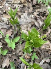 Mercurialis perennis