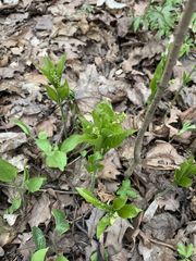 Mercurialis perennis