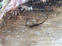 Brentinae