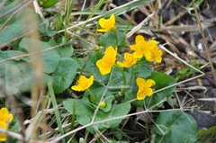 Caltha palustris