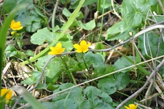 Caltha palustris