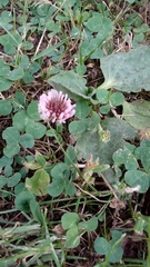 Trifolium repens