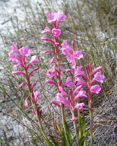 Watsonia coccinea (Herb. ex Baker) Baker