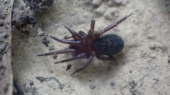 Titanoecoidea
