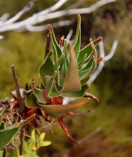 Image of Peninsula Rambling Aloe (Aloiampelos commixta) by (c) Tony Rebelo, some rights reserved (CC BY-SA)
