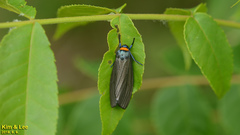 Macrobrochis staudingeri