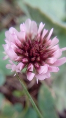 Trifolium repens