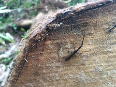 Brentinae