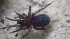 Titanoecoidea