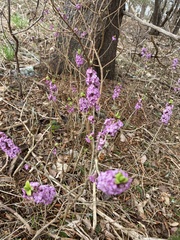 Daphne mezereum