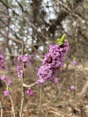 Daphne mezereum