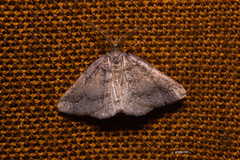 Geometridae