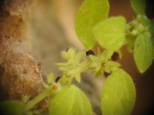 Image of Parietaria cretica by (c) Yves Bas, some rights reserved (CC BY)