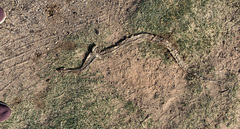 Masticophis flagellum