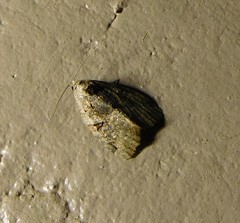 Pseudeustrotia indeterminata