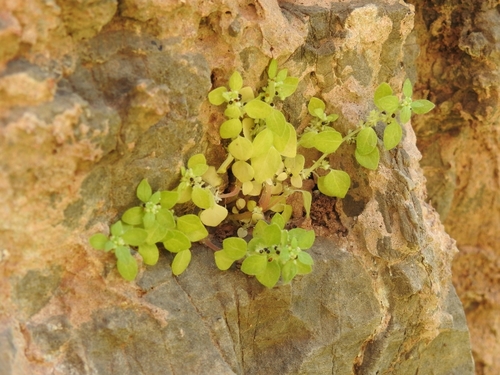 Image of Parietaria cretica by (c) Yves Bas, some rights reserved (CC BY)