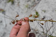 Eulophia bolusii