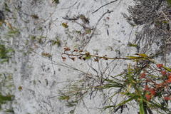 Eulophia bolusii