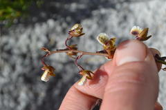 Eulophia bolusii