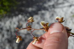 Eulophia bolusii