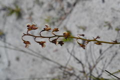 Eulophia bolusii