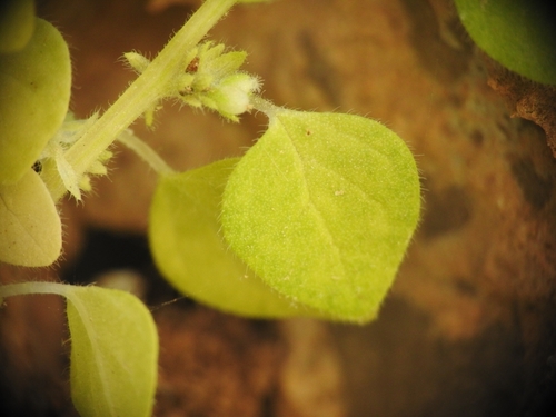 Image of Parietaria cretica by (c) Yves Bas, some rights reserved (CC BY)