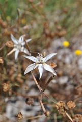Moraea viscaria
