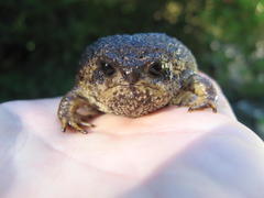 Breviceps gibbosus