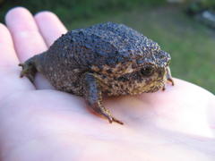 Breviceps gibbosus