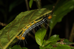 Exsula dentatrix albomaculata