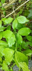 Cornus mas