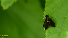 Pentatomophaga latifascia