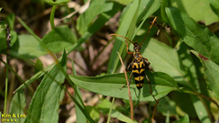 Leptura annularis